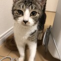 かわいい子猫姉妹　里親募集