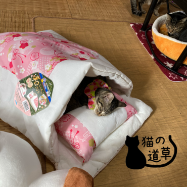 の写真