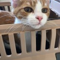 人懐こい元気な男の子