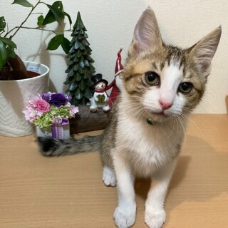 ハンデあり！逆まつげのダイちゃん