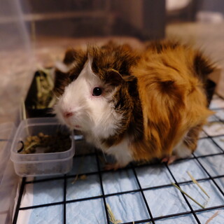 林に捨てられていたモルモット♀