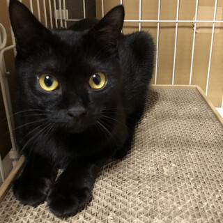 抱っこ修行中の黒猫のクマ♂