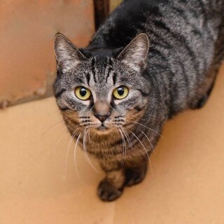 甘えん坊のチェルシー