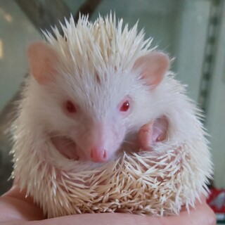 ハリネズミ 二頭