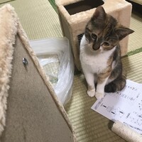 ミニー