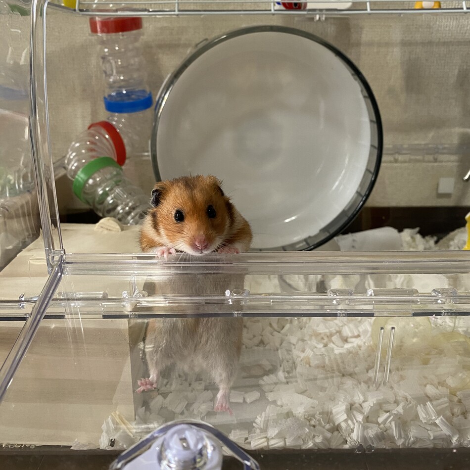 ナツ君のカバー写真