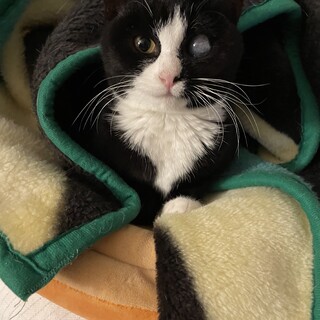 可愛すぎてオッドアイ！？片眼猫のさっちゃん