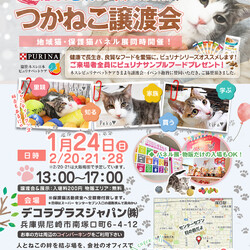 つかねこ譲渡会inＯｆｆｉｃｅ