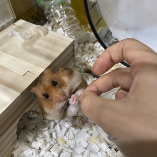 高潔なゴールデン・ハムスター