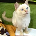 青い瞳の美男子！シャム風の白ねこさん。