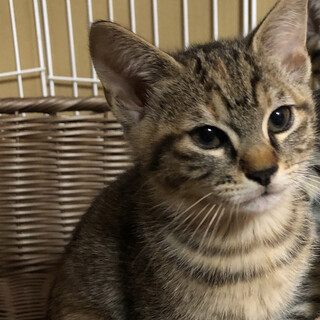 シャイだけど人間大好き女の子。