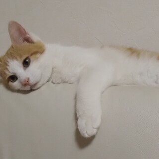 【只今募集一時停止中】★お目めクリクリ可愛い男の子