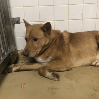 収容期限1週間で14日まで