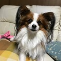 パピちゃん4歳男の子