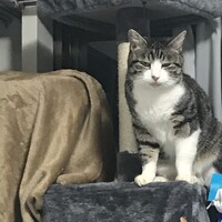 ほそじろう