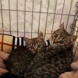 【野崎参道商店街】毎日保護猫の譲渡会