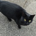 毛並みツヤツヤ、可愛い声の1歳の黒猫♂（熊本）