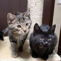 遊び大好き！アメショー風と黒猫姉妹