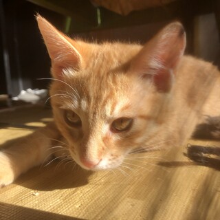 子猫の里親募集