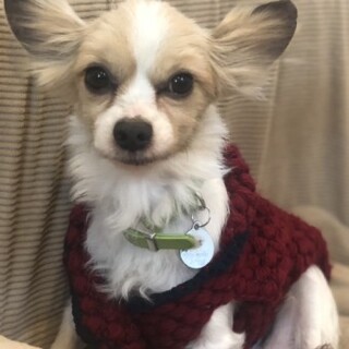 パピヨンのケンタくん