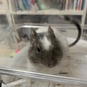 デグー　里親決まりました。ありがとうございました。