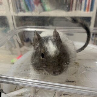 デグー　里親決まりました。ありがとうございました。