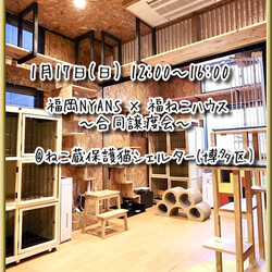 福岡NYANS×福ねこハウス合同譲渡会