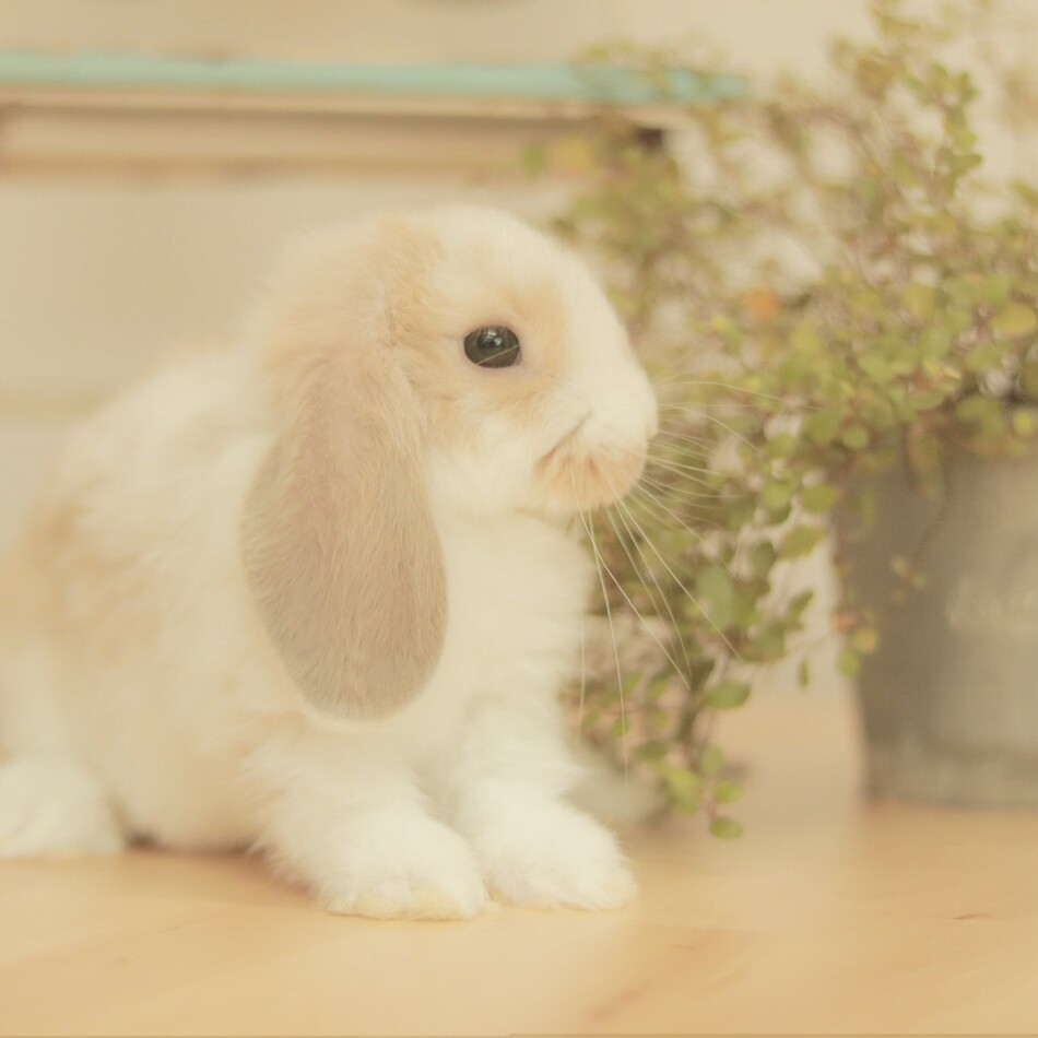とうふちゃんのカバー写真