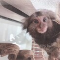 コモンマーモセット 9ヶ月 ♀