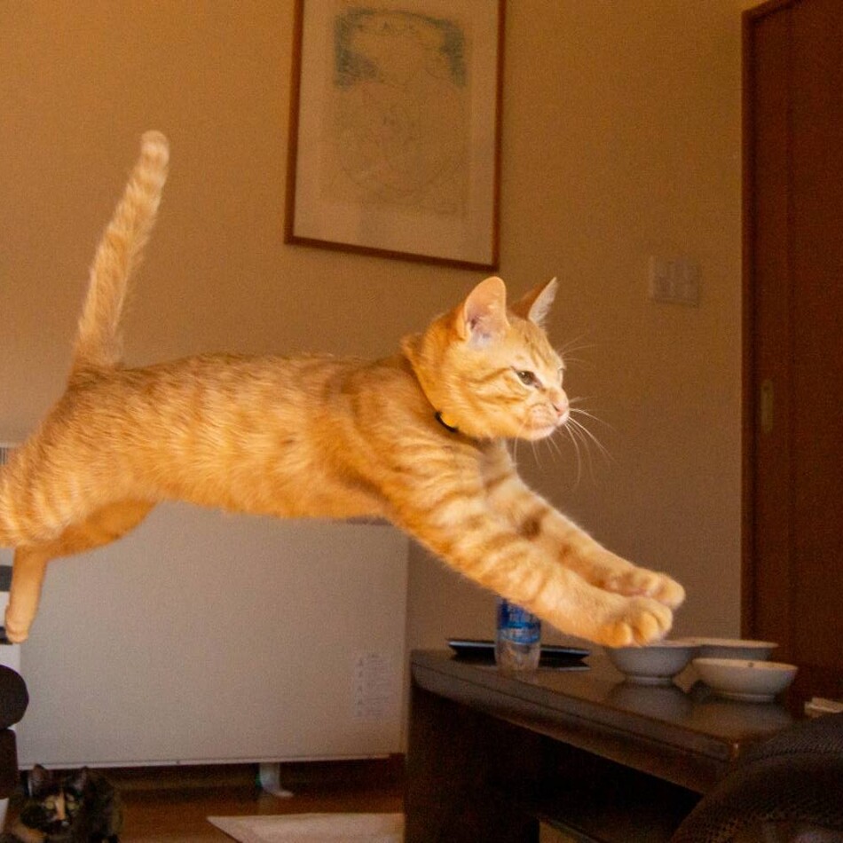 ジャックのカバー写真