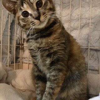夏生まれサビキジちゃん