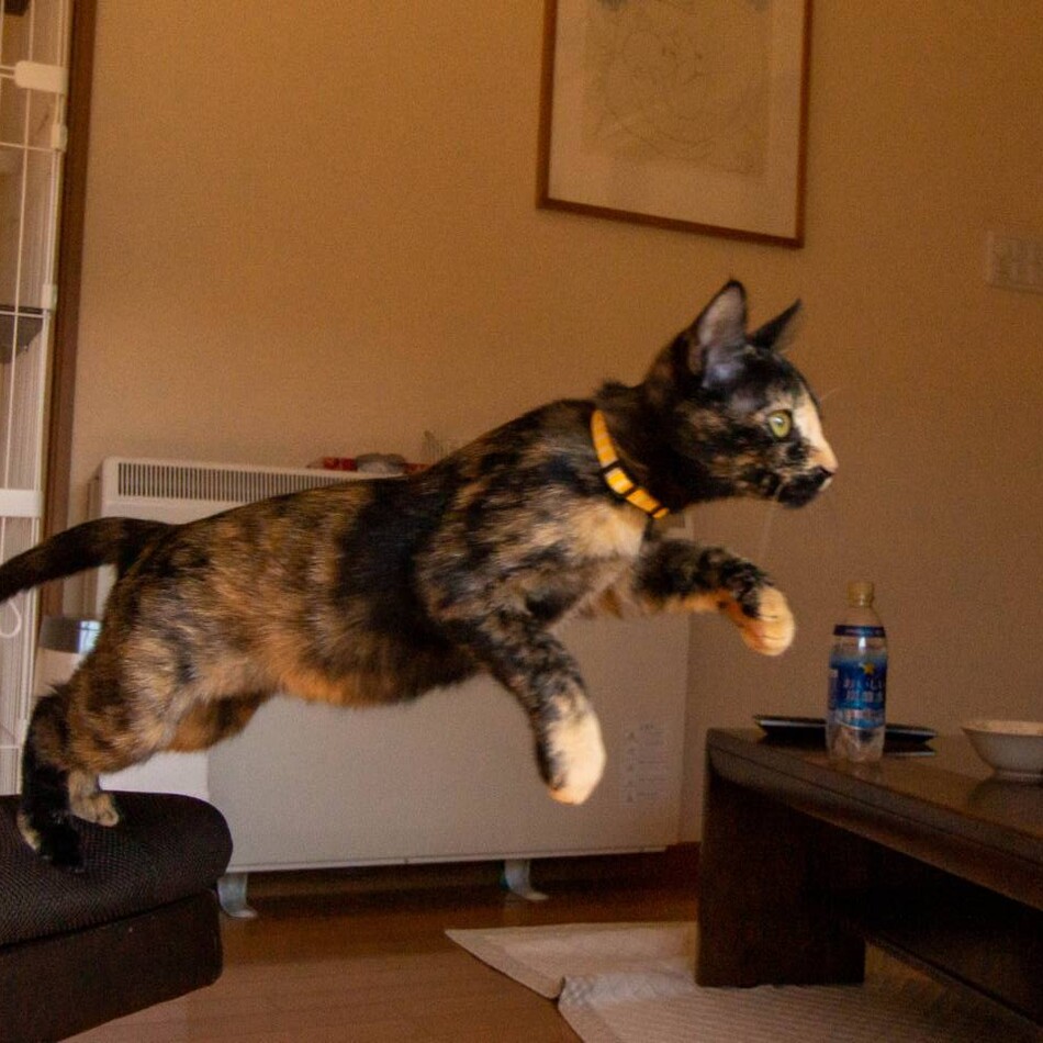 クレオのカバー写真