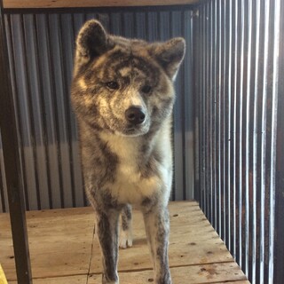 宜しくお願い致します。