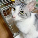 【ぱげ】おかげさまで里親様が決まりました。