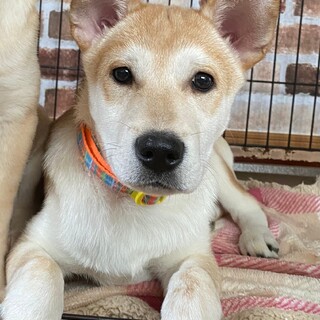 里親様決定☆性格抜群★５ヶ月男の子