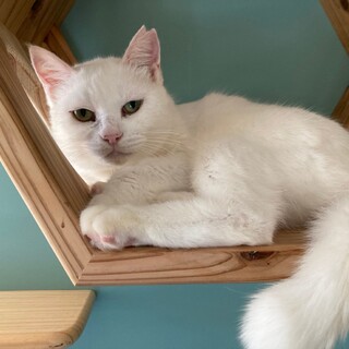 印象的な目の『おもち』