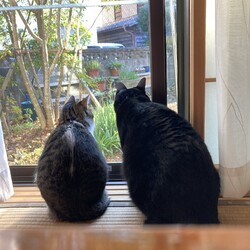 「ジジ元気にしています！」サムネイル3