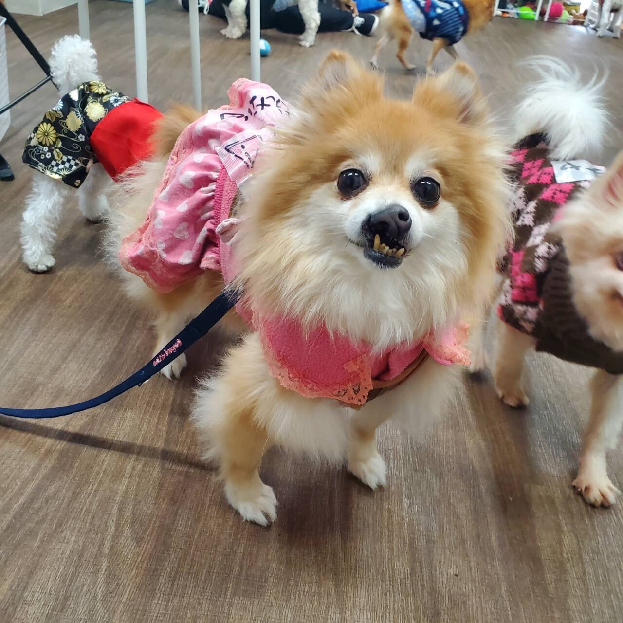 わわこ 一途なポメラニアン 東京都 犬の里親募集 3497 ペットのおうち 月間利用者150万人 わわこ 一途なポメラニアン 東京都 犬の里親募集 3497 ペットのおうち 月間利用者150万人