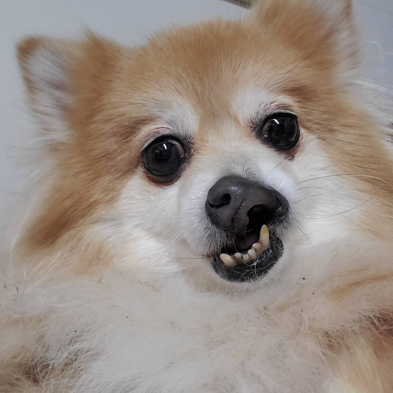 わわこ 一途なポメラニアン 東京都 犬の里親募集 3497 ペットのおうち 月間利用者150万人 わわこ 一途なポメラニアン 東京都 犬の里親募集 3497 ペットのおうち 月間利用者150万人