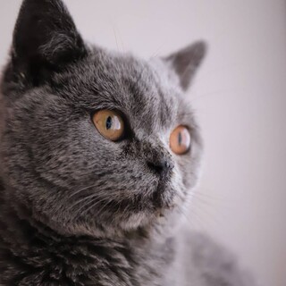 ぽんぽこ♡トライアル決定しました