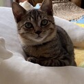 猫も人も大好きな甘えん坊男子☆人馴れ抜群です♪
