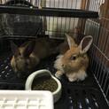 生後5ヶ月のうさぎさん