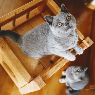 まるこ♡しあわせにゃんこになりました