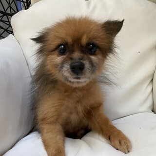 新しい家族ができました！（バロン）