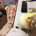 里親様 決まりました