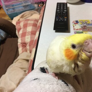 里親様 決まりました