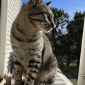 【2歳オス猫】人懐こく甘えん坊な子です！