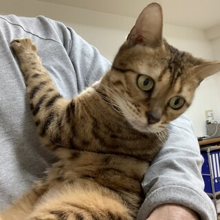 ベンガルの可愛い女の子です。