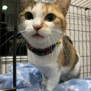 人懐っこい女の子です