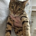 美人さんのベンガルの女の子です。